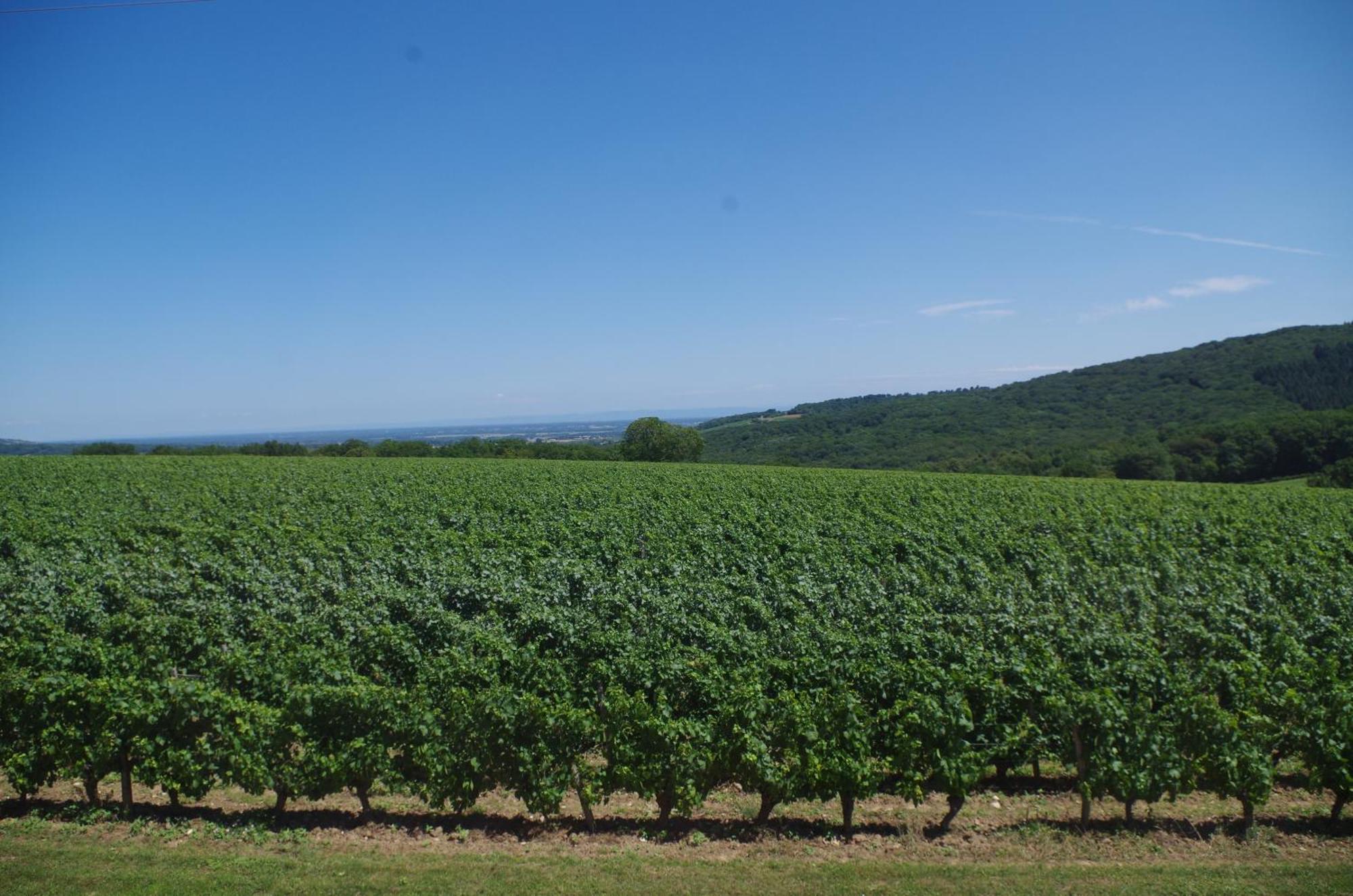 Domaine Joseph Lafarge Wine Resort Winemaker House La Maison Du Negociant Lugny Kültér fotó